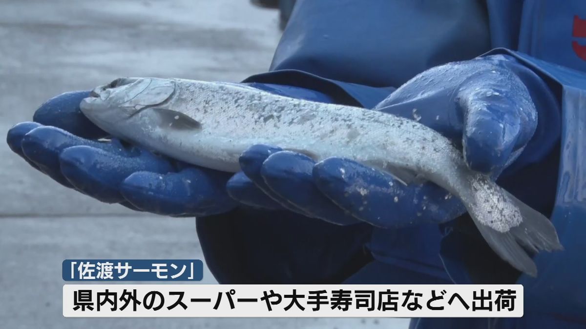 ギンザケの稚魚…大人になると「佐渡サーモン」に！？