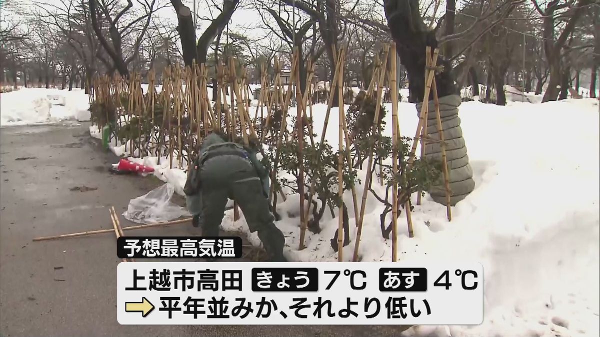 春に向けた準備　上越市・高田城址公園で冬囲いの撤去