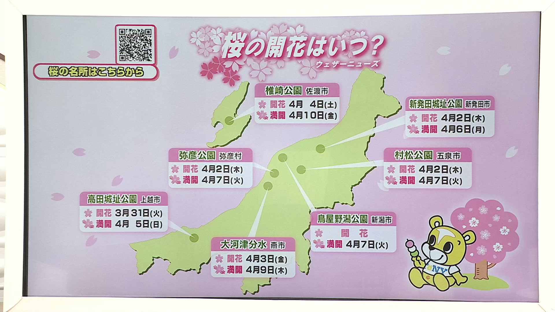 各地のサクラ開花予想は？ 新潟市では平年より8日、去年より6日早い