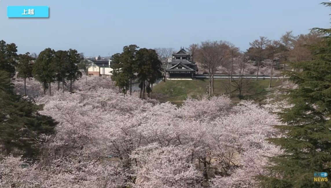 新潟市中央区や上越市高田でサクラが満開に《新潟》