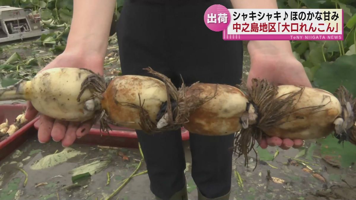 【特産】真っ白な切り口でほのかな甘み　長岡市中之島地区　大口れんこん出荷始まる《新潟》