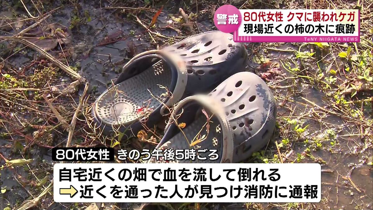 クマに襲われ80代女性がケガ　現場近くの柿の木に痕跡が　エサとなるブナの実が不作 《新潟・十日町市》