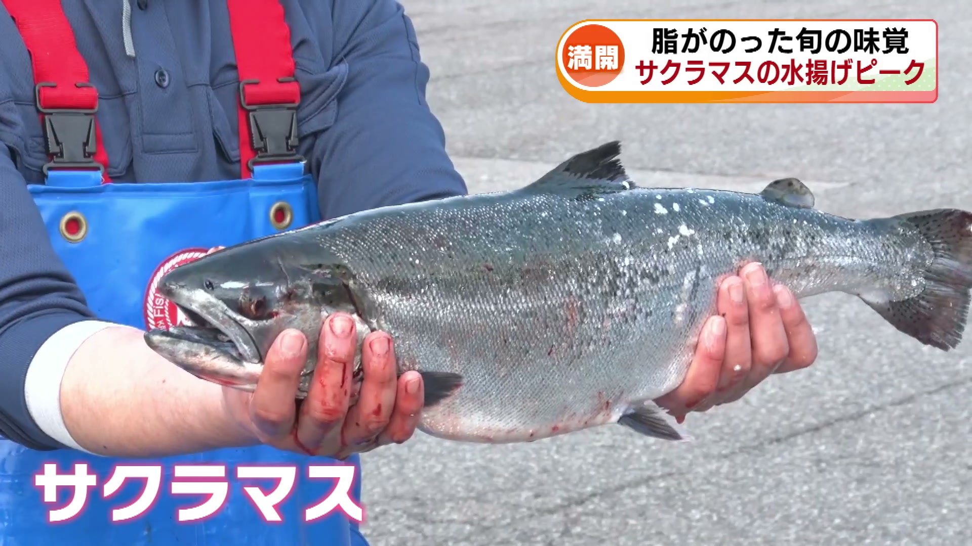 いまが“満開” 脂がのった旬の味覚 養殖サクラマスの水揚げ《新潟