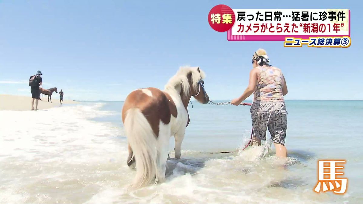 馬が水浴び