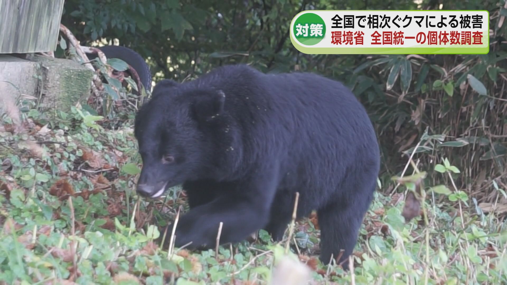 対策】相次ぐクマ被害 全国統一のクマ個体数調査を開始 環境省《新潟