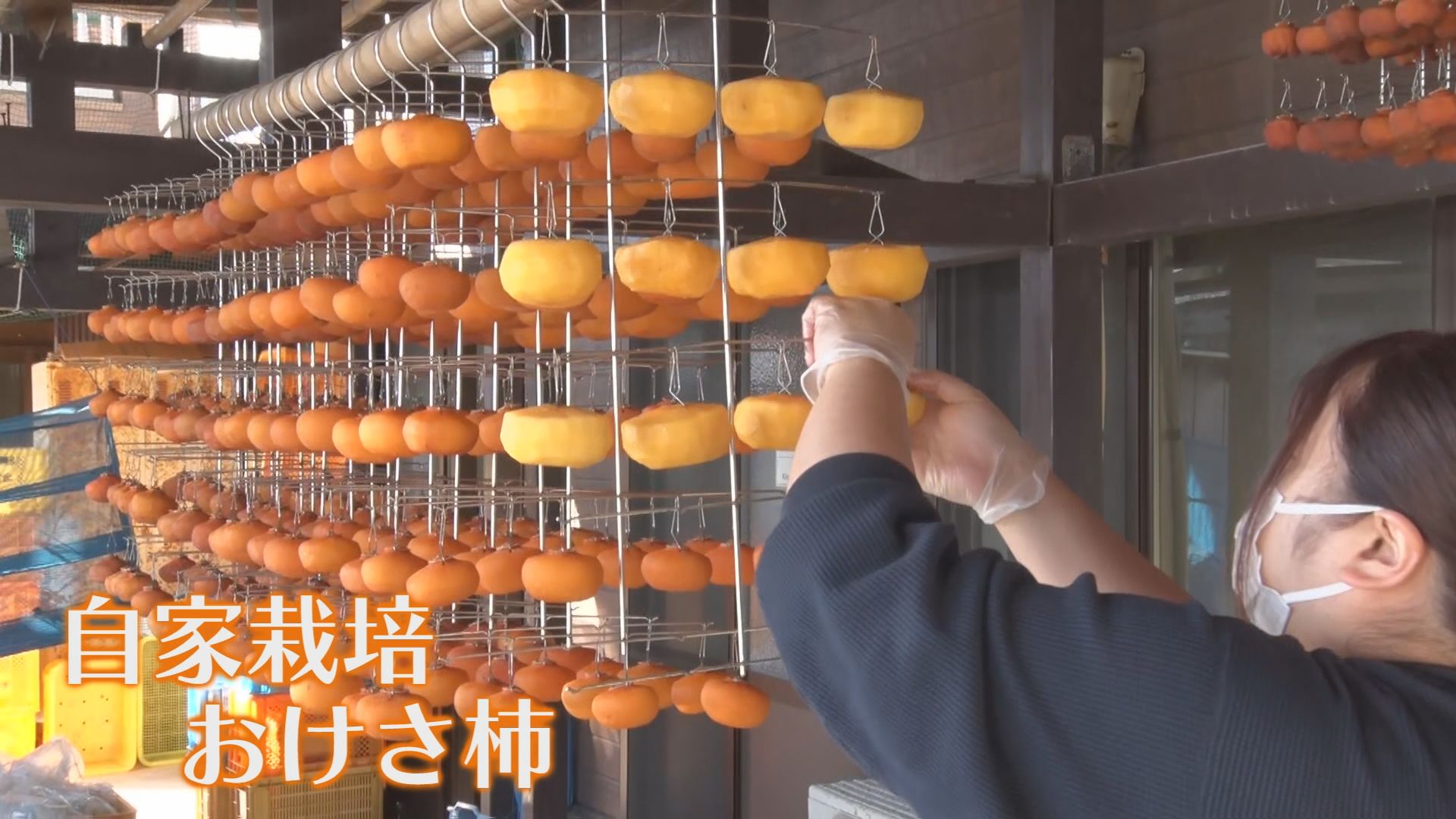 佐渡特産のおけさ柿を使った「干し柿づくり」が最盛期《新潟》（2025年