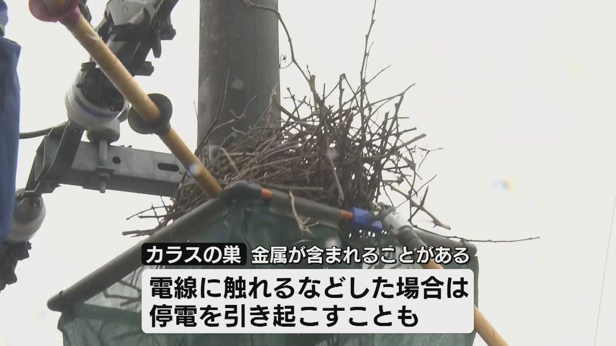 【停電の原因】電柱のカラスの巣を撤去　作業を公開「巣を見つけた場合は連絡を」《新潟》