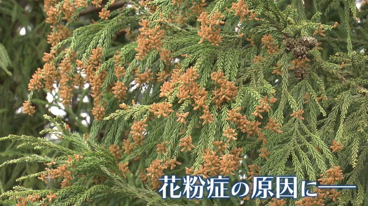 【特集】救世主か いまや“国民病”の花粉症 “無花粉スギ”の研究が新潟で進む《新潟》(2026年4月17日掲載)|TeNY NEWS NNN