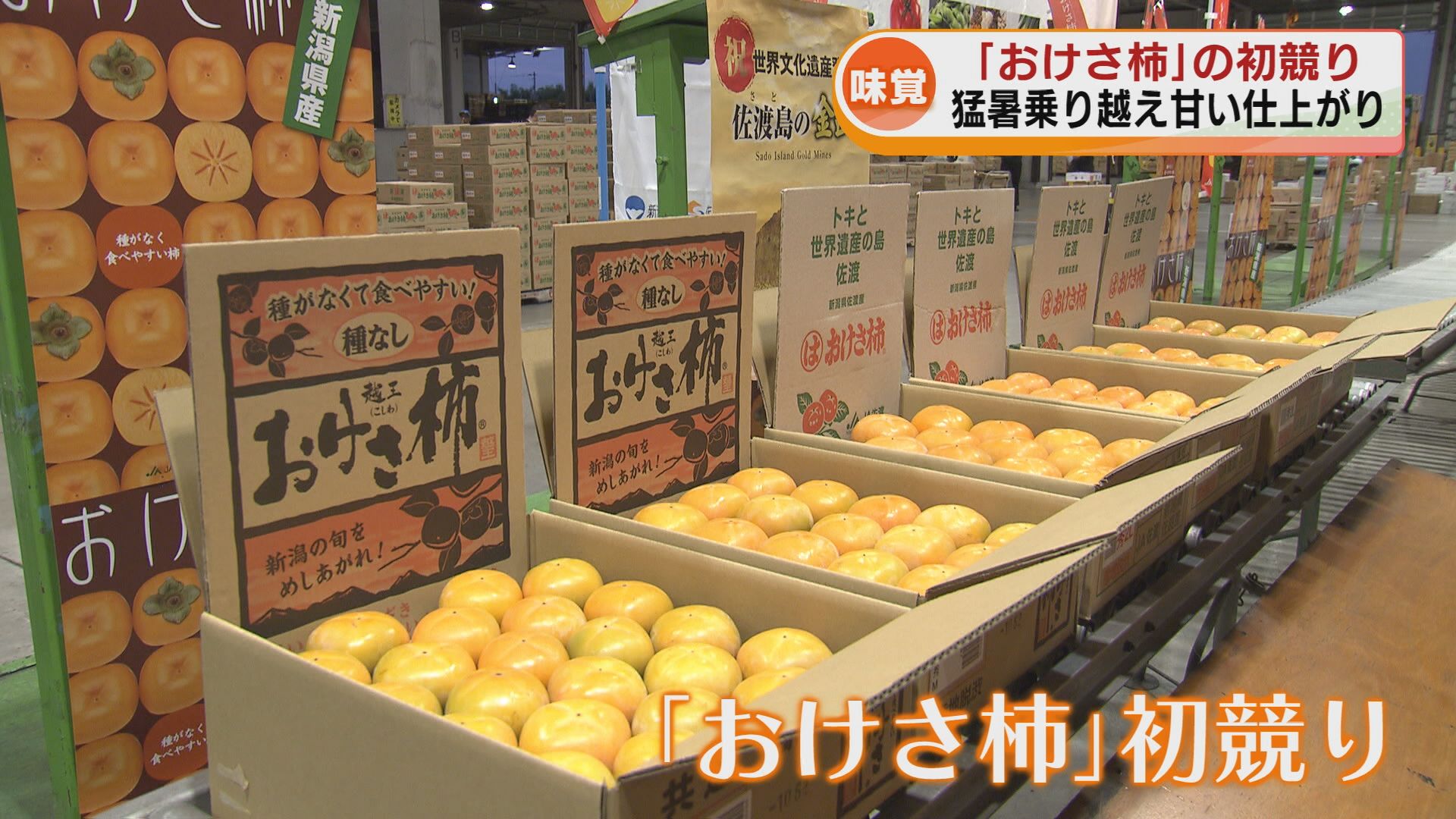 秋の味覚「おけさ柿」の初競り 猛暑を乗り越え甘く仕上がる 佐渡市長と