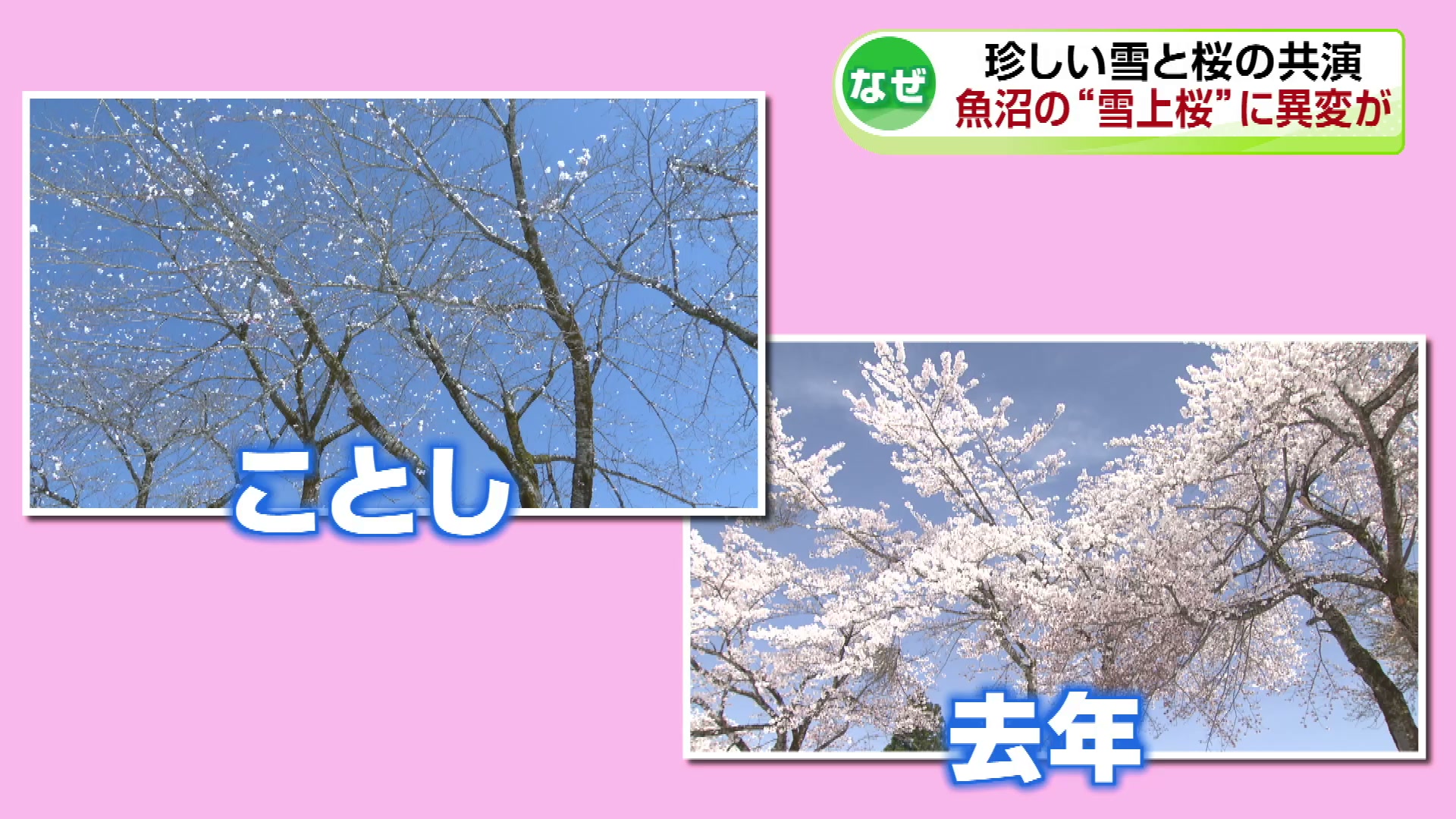 魚沼市で雪の上で桜が咲く“雪上桜”が見ごろ…しかし野鳥により桜に異変