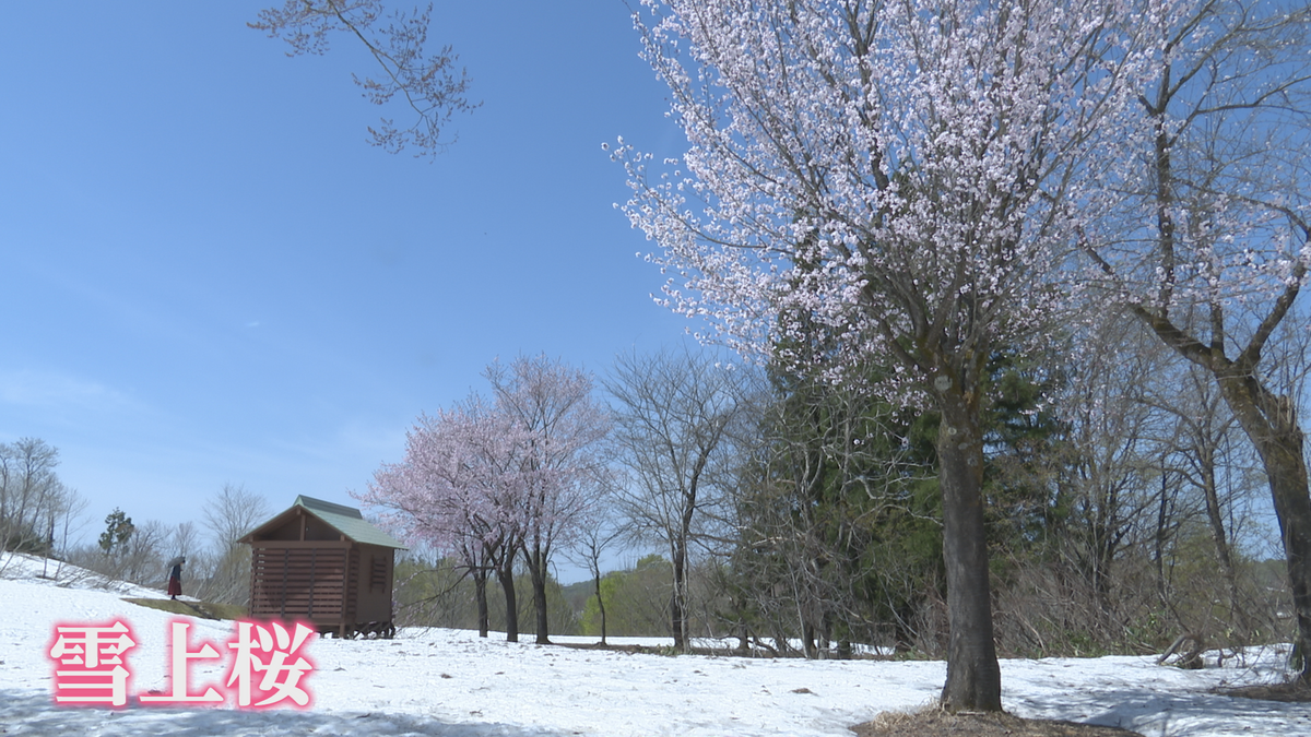 魚沼市で雪の上で桜が咲く“雪上桜”が見ごろ…しかし野鳥により桜に異変