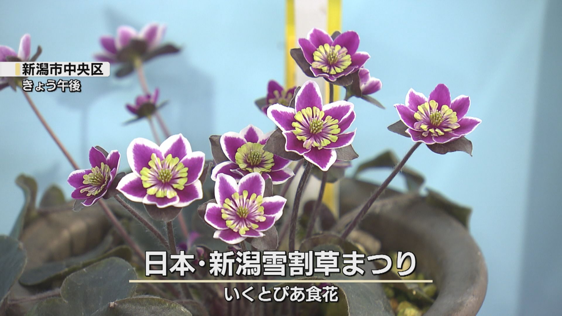 雪割草 三段花　白と紫と緑の花 　開花中 春の訪れ告げる「雪割草」 展示販売会でお気に入りを見つけに《新潟