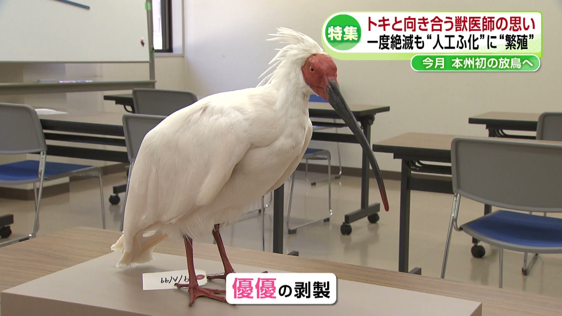 2ページ目 【特集】トキと向き合う獣医師の思い 一度絶滅も“人工ふ化
