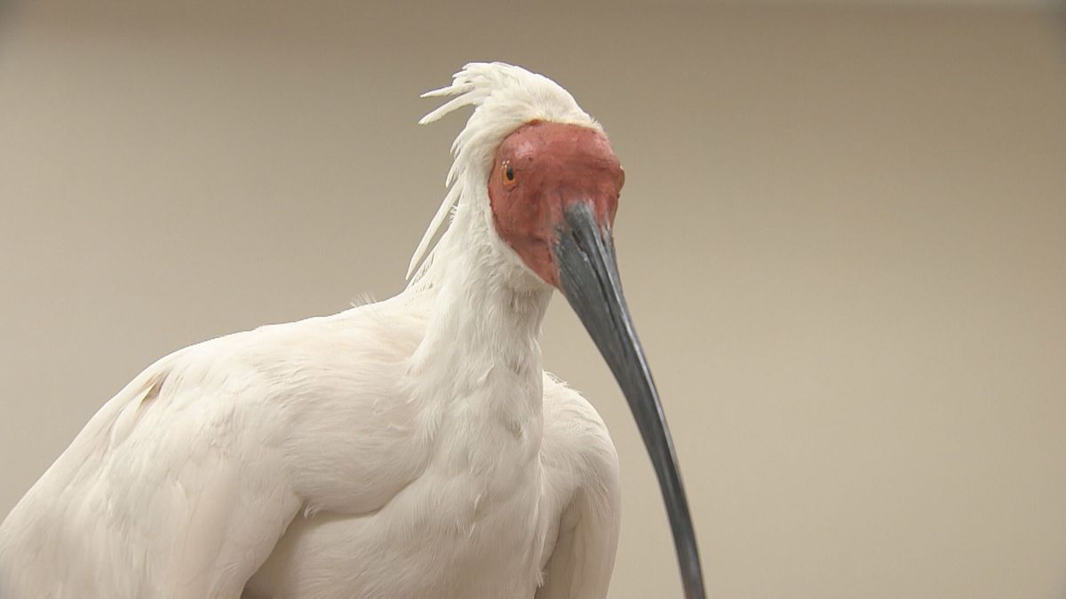 特集】トキと向き合う獣医師の思い 一度絶滅も“人工ふ化”に“繁殖 