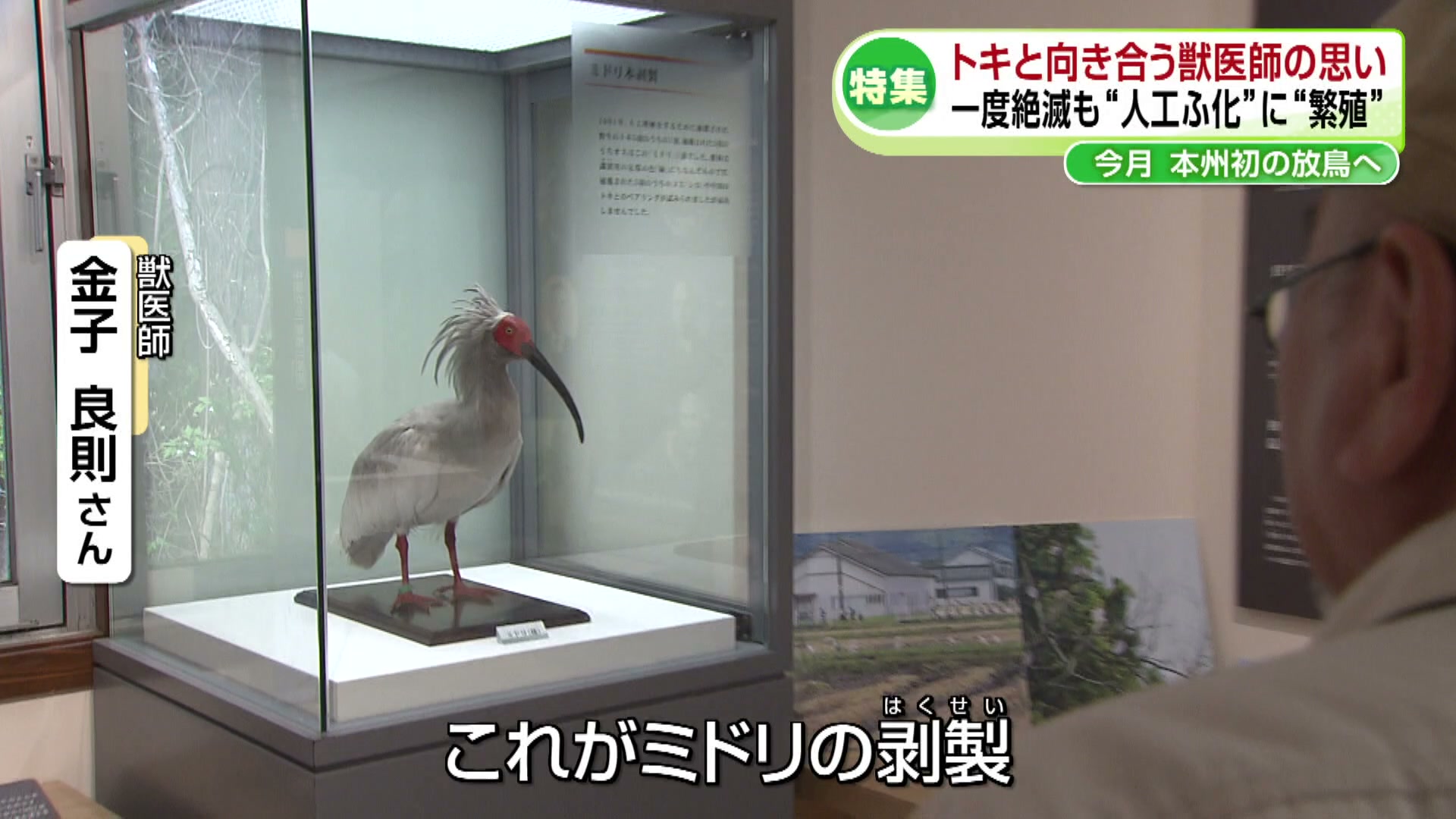 2ページ目 【特集】トキと向き合う獣医師の思い 一度絶滅も“人工ふ化