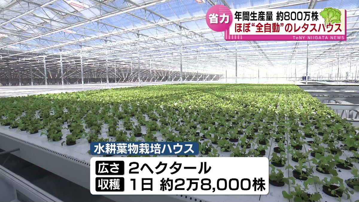 収穫前まで“全自動”のレタスハウスが誕生　年間生産量は約800万株　桁違いな栽培ハウスの内部は 《新潟》