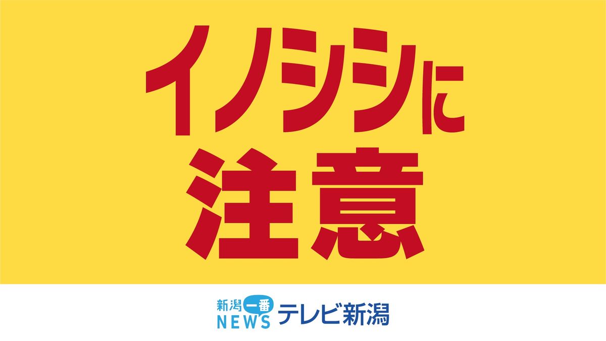 「駅の近くでイノシシが穴を掘っている」　集落に逃げ込んだイノシシを捕獲し駆除《新潟》