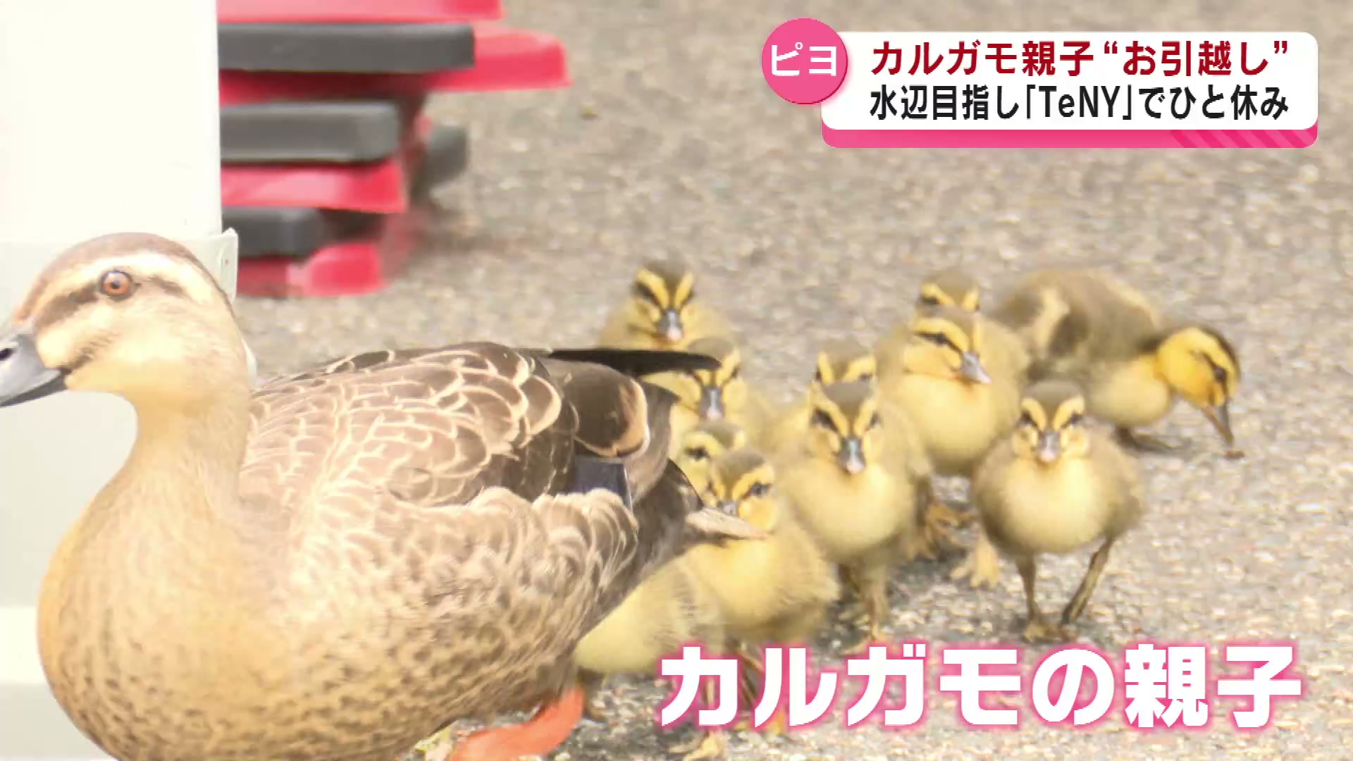 カルガモ親子がお引越し 水辺求めて テレビ局でひと休み！？ 《新潟