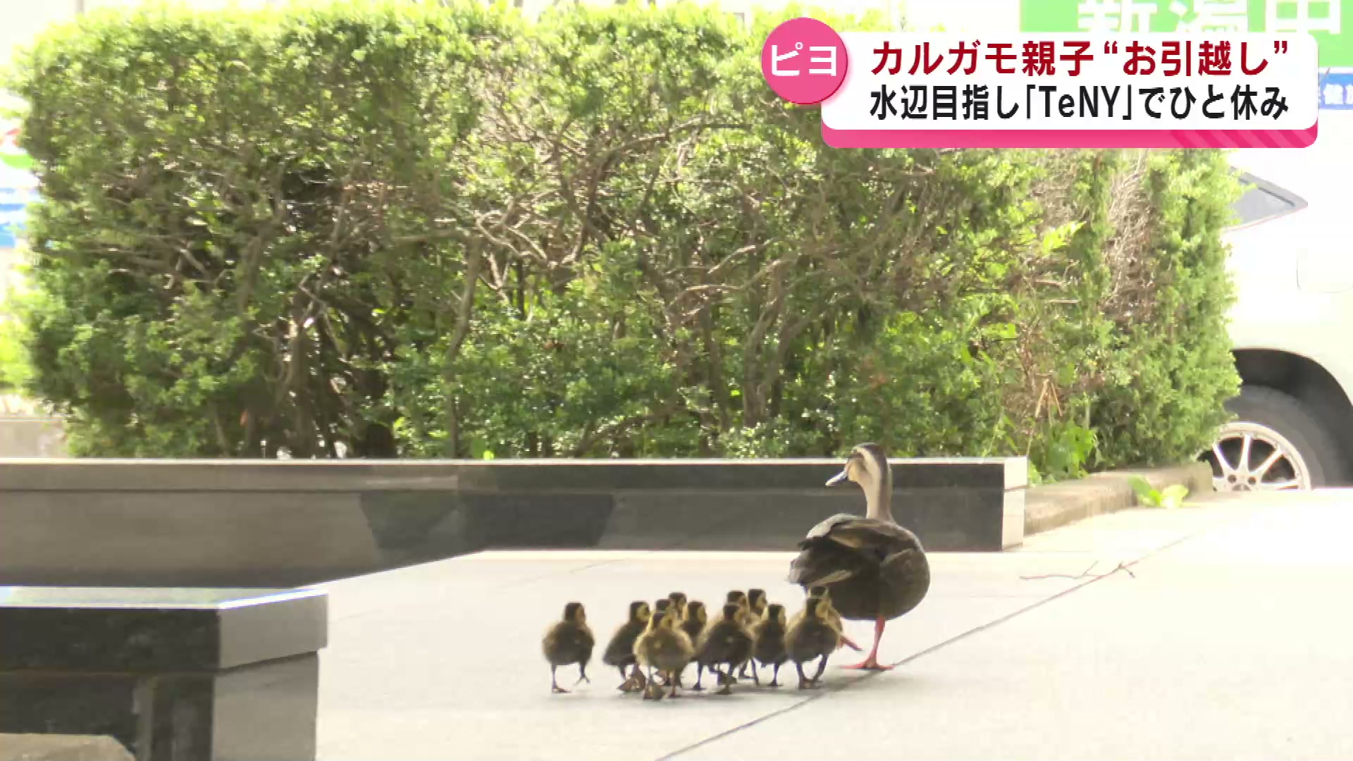 カルガモ親子がお引越し 水辺求めて テレビ局でひと休み！？ 《新潟