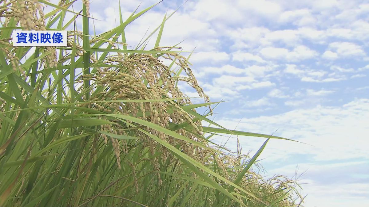 新潟のコメ「13.5％→84％」1等米比率が平年並みに回復も 収量は「やや減」か　天候不順で穂がつきづらく　≪新潟≫