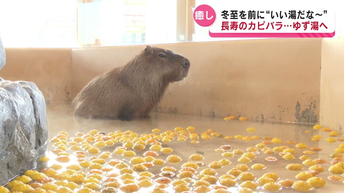 長寿の秘けつ!?　冬の風物詩 “カピバラのゆず湯”　寒さが苦手なカピバラも“いい湯だな～” 《新潟》