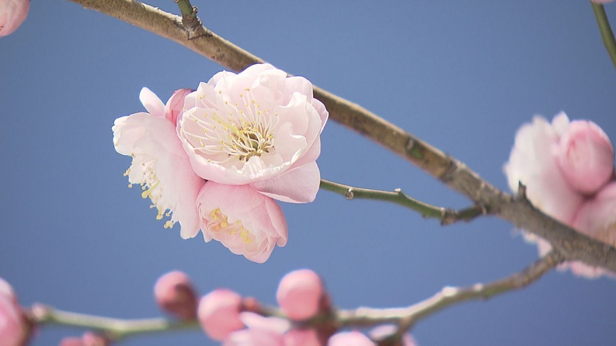 赤やピンクの梅の花ほころぶ　気象台が梅の開花発表　平年より18日遅い観測　大分