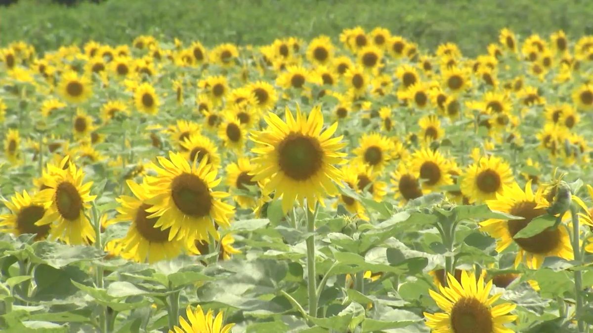 畑一面を黄色く彩る　約2万本のヒマワリが見ごろ　大分県佐伯市蒲江