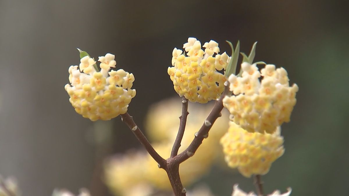 国東市でミツマタの花が見ごろ「びっくりするくらいの咲きっぷり」大分
