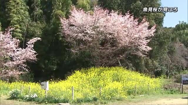 樹齢400年を超えるヤマザクラ「魚見桜」　菜の花とともに満開に　日出町・大分