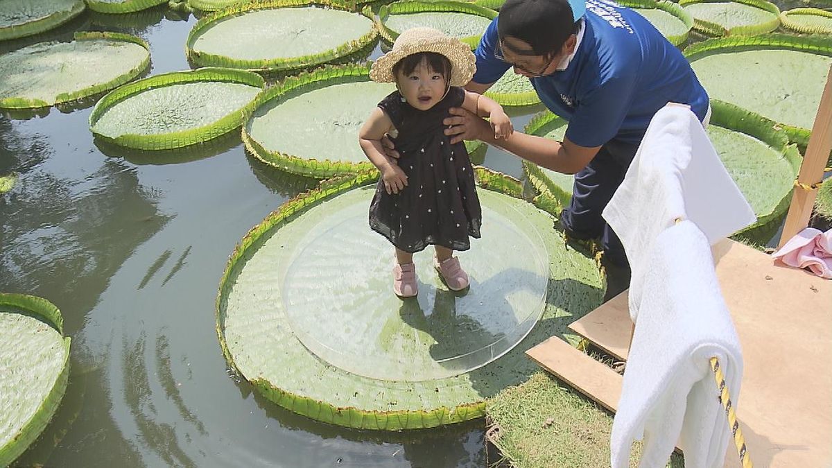 盆の入り　海地獄では恒例のオオオニバス乗り　地震の影響心配される中観光地には多くの人　大分