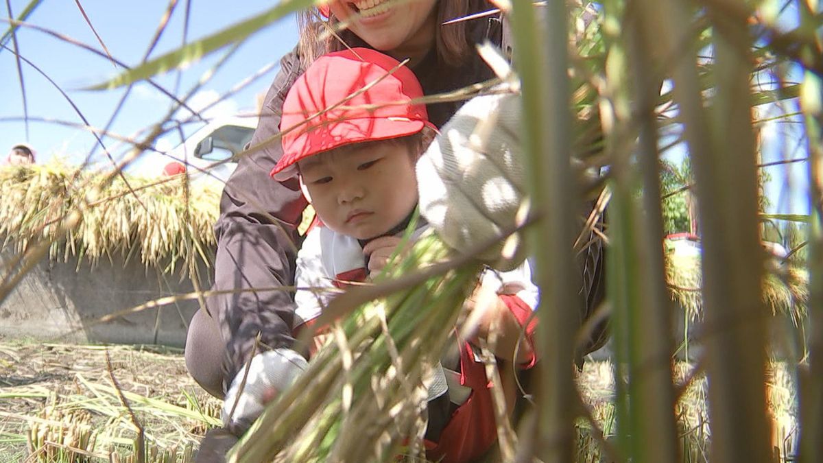 実りの秋　園児150人が稲刈りを体験「ふりかけをかけて食べたい」食べ物の大切さを感じて　大分