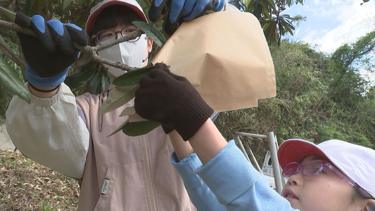 児童がビワの袋掛け体験「おいしいビワが育つように」6月子供たちがたのうららで販売　大分