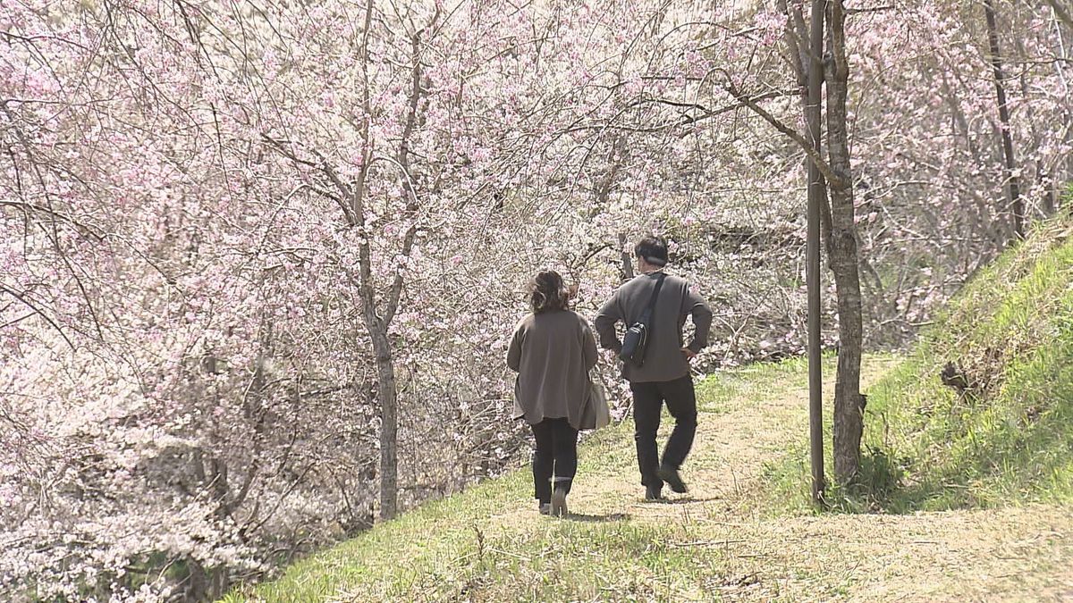 西日本一の規模　長湯温泉のしだれ桜満開　6種類2600本の桜が観光客を魅了　大分県竹田市