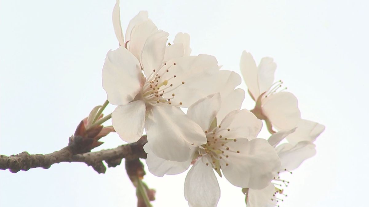 早咲きのサクラ「塩釜桜」が見頃　大分