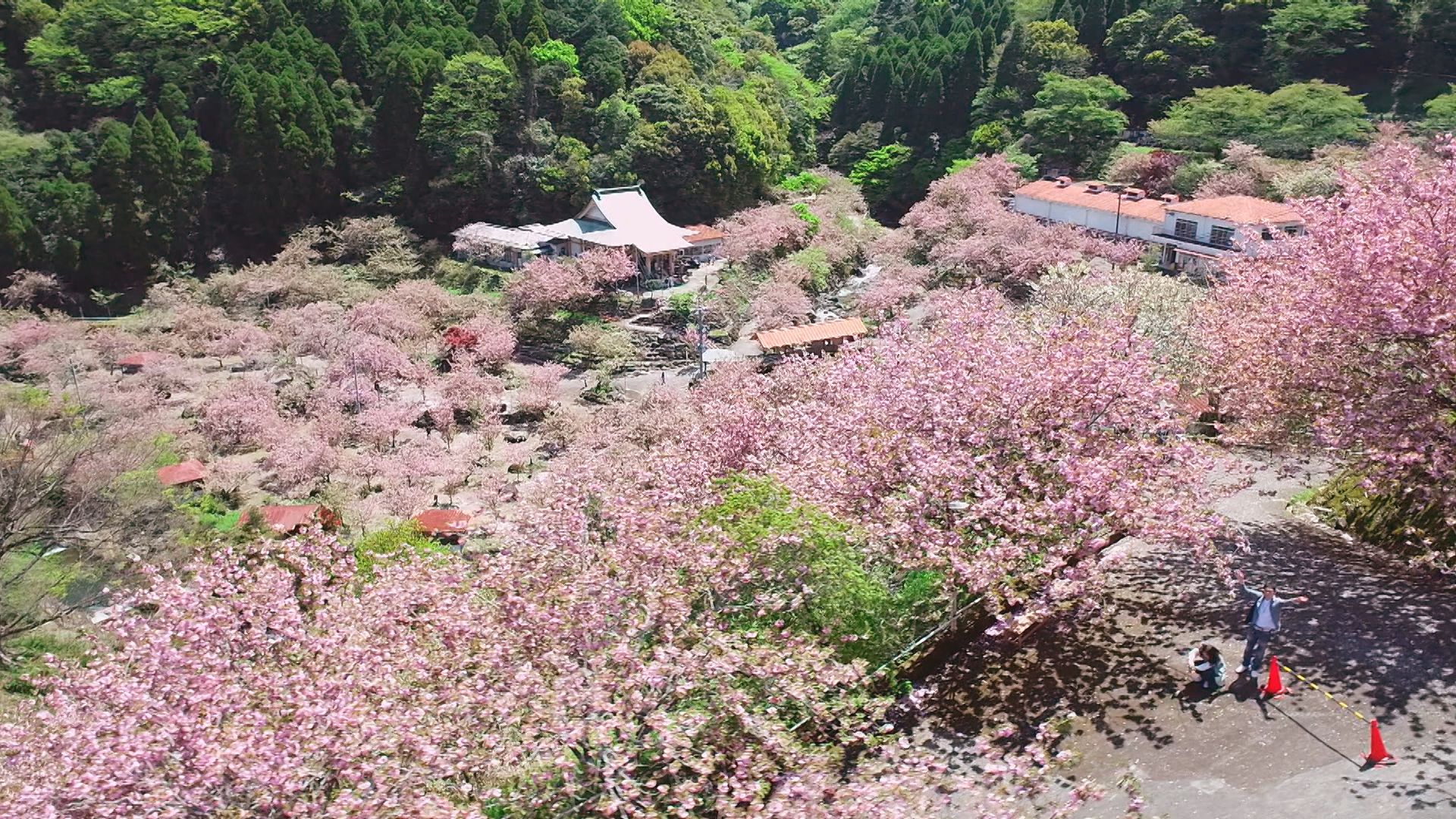 圧巻 遅咲きの“八重桜”約700本一心寺で見ごろ 桜を見下ろせる人気の