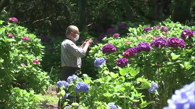 紫や水色など約2500株が咲き誇る「あじさいまつり」長崎鼻リゾートキャンプ場　大分