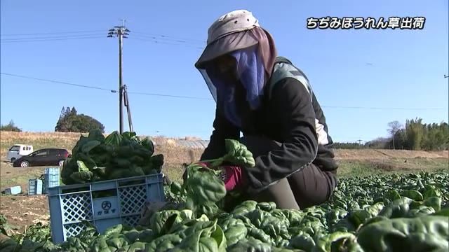 縮れた分厚い葉が特徴「ちぢみほうれん草」出荷ピーク　栽培はこの時期だけ　大分