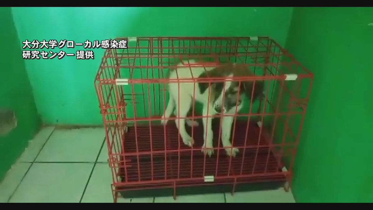 狂犬病の主な感染源は「子犬」フィリピンで年間300人近くが亡くなる　大分大学発表