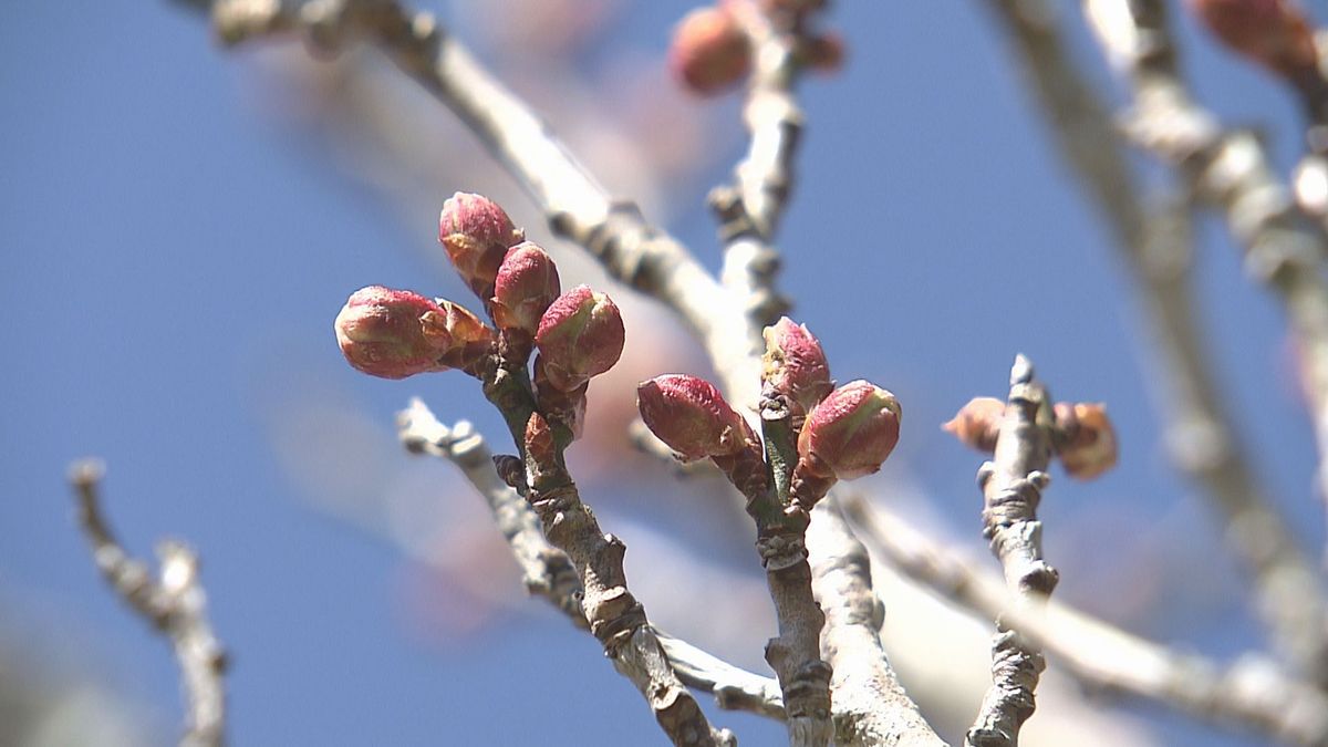 風物詩に異変　寒さで梅の花や河津桜が開花遅れ　恒例の「梅まつり」は見ごろを迎える前に終了　大分