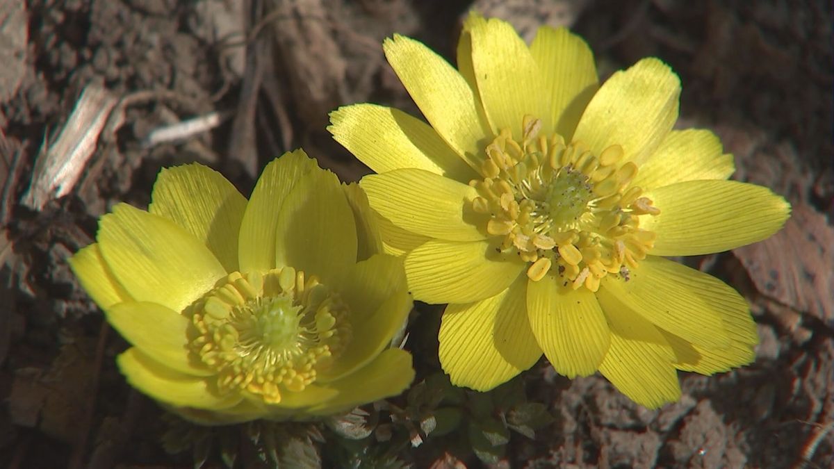 春の訪れを告げる「福寿草」寒波で開花が遅れていたが、鮮やかな花咲かす　大分