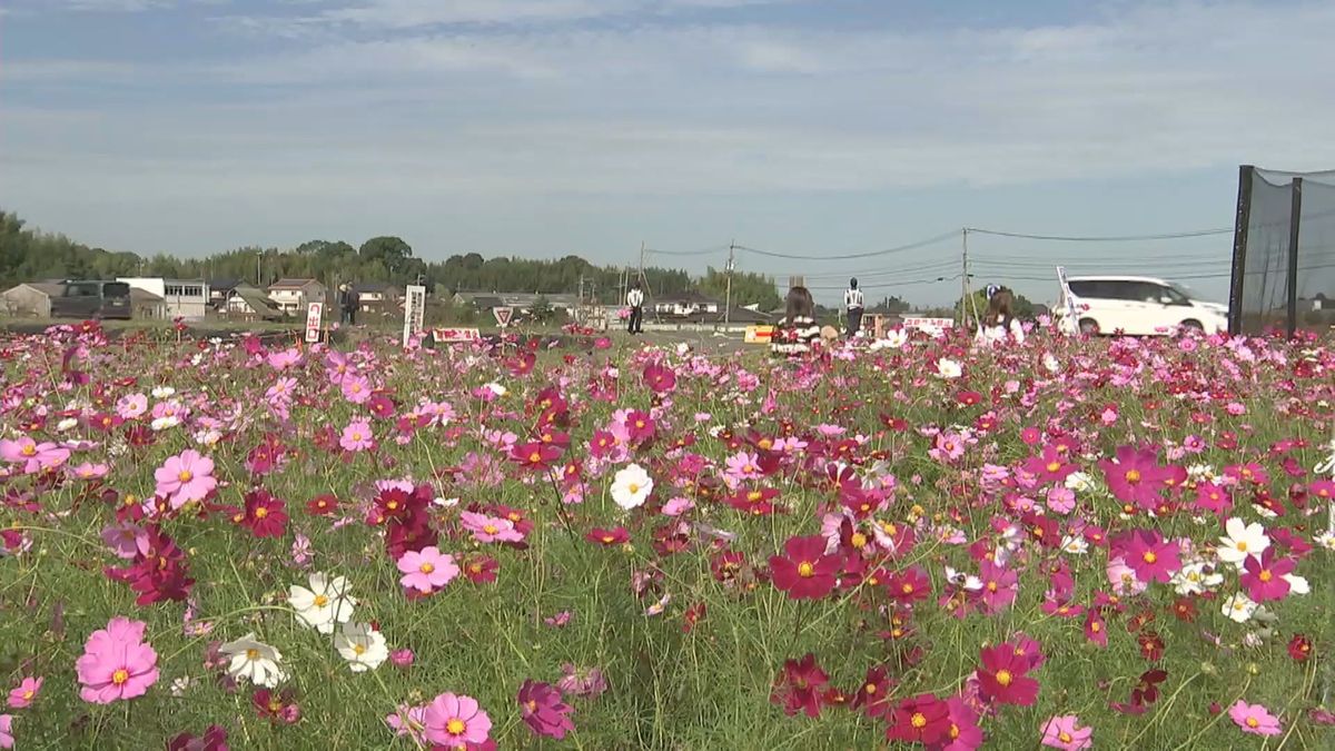 約2700万本のコスモスが織りなす秋の光景　満開は27日ごろ　大分県中津市