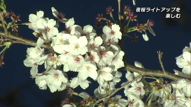 臼杵市の吉四六ランドでサクラのライトアップ　最終日は多くの花見客で賑わう　大分