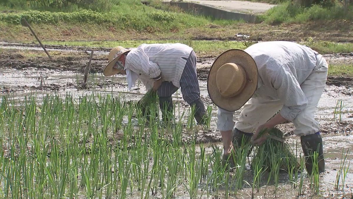 全国で唯一　畳表の材料 七島イの植え付け始まる　大分