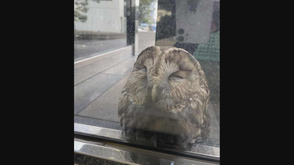 テレビ局社屋に「フクロウが激突」防犯カメラが捉えた　“カラスの襲撃”　警備員による救出劇も　大分