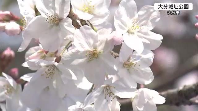 大分でもサクラ開花　平年より６日遅れ　九州地方では最も遅く　大分市内では早速花見客も　