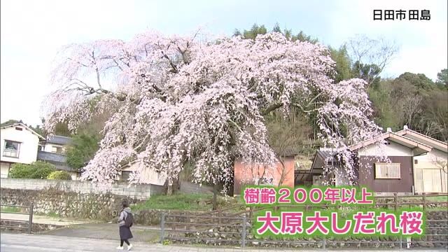 樹齢200年以上「大原大しだれ桜」が満開　夜はライトアップで幻想的な雰囲気も　大分