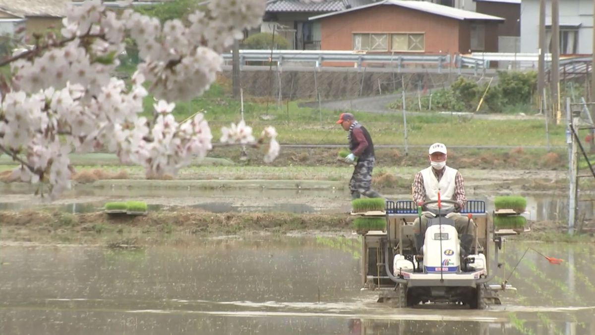サクラ満開の中で早期米の田植え始まる　台風シーズン避け収穫のため　大分県佐伯市蒲江