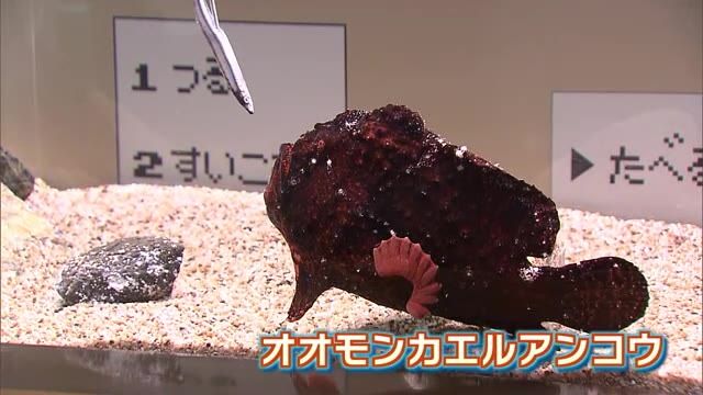 餌をパクリ！ 食べ方が特徴的な海の生き物の展示　大分市の水族館「うみたまご」で開催中