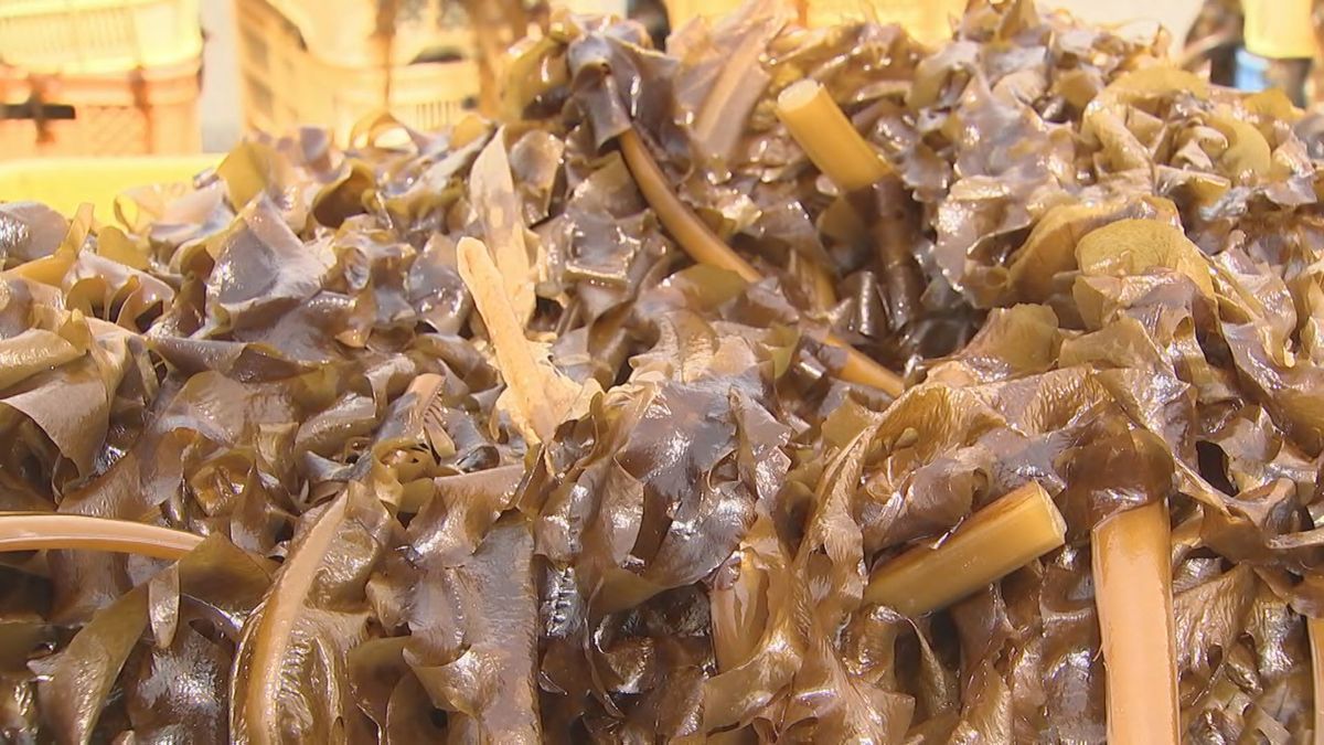 希少な「天然ワカメ」収穫最盛期　2月に漁解禁　色も形も良いワカメに成長　大分県国東市