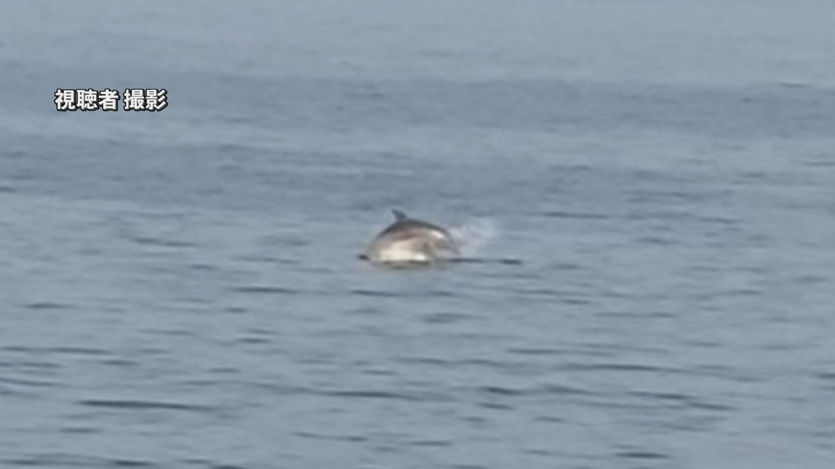 別府湾に野生のイルカ出没！2日連続目撃した人は「うれしくて叫んだ」動画にジャンプする姿も　大分